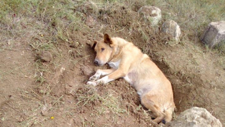 Απίστευτη κτηνωδία: Έθαψαν ζωντανό αδέσποτο σκύλο στην Παλλήνη
