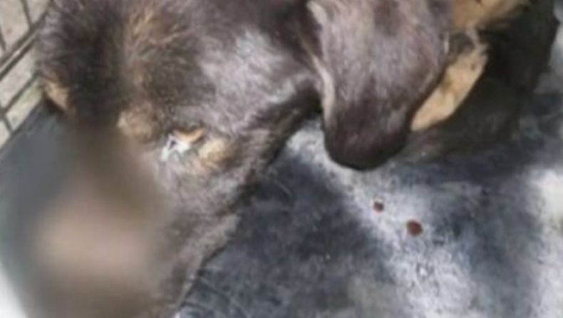 Σάμος: Απίστευτη βαρβαρότητα με θύμα ένα σκυλάκι (vid)