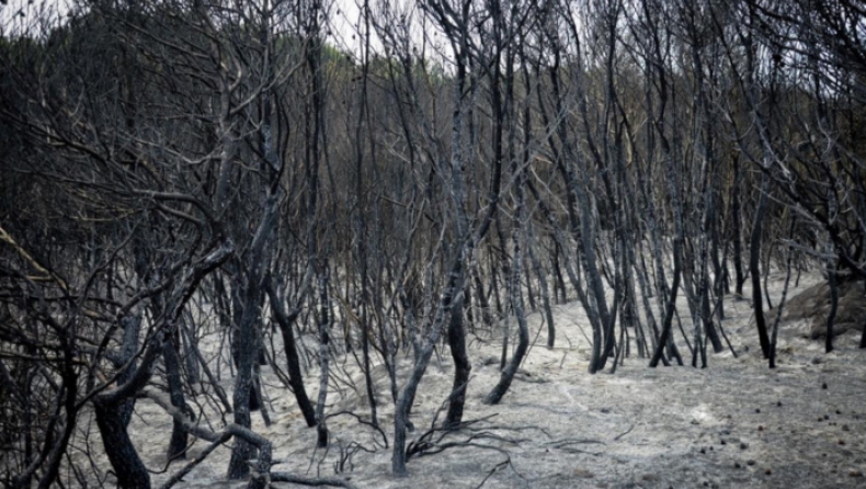 Αποκαρδιωτικές εικόνες από το καμμένο δάσος της Στροφυλιάς (pics)
