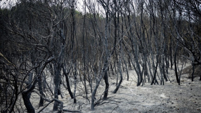 Αποκαρδιωτικές εικόνες από το καμμένο δάσος της Στροφυλιάς (pics)
