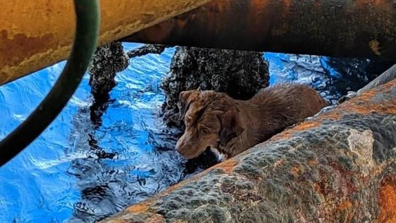 Απίστευτο: Σκυλίτσα βρέθηκε να κολυμπάει 135 μίλια από την κοντινότερη ακτή (pics & vid)
