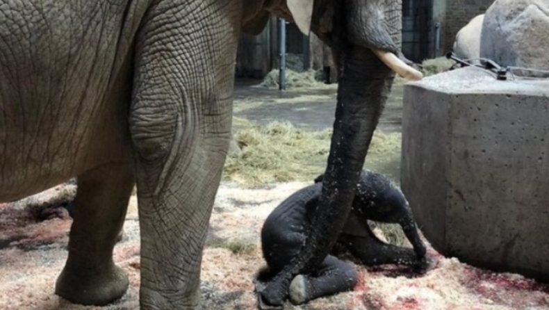 Ελεφαντάκι γεννήθηκε μπροστά σε εκατοντάδες επισκέπτες σε ζωολογικό κήπο