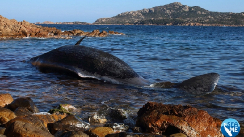 Έγκυος φάλαινα ξεβράστηκε νεκρή στη Σαρδηνία με 20 κιλά πλαστικό στο στομάχι της (pics)