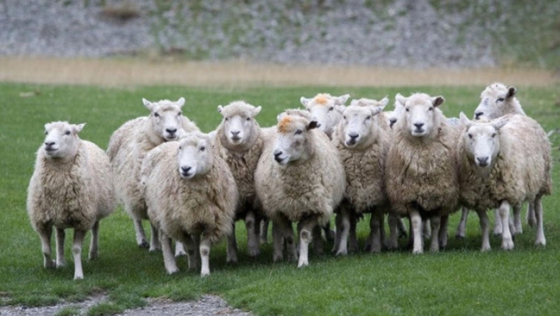 Σχολείο στις Άλπεις δέχθηκε ως μαθητές 15... πρόβατα για να μην κλείσει μία από τις τάξεις του