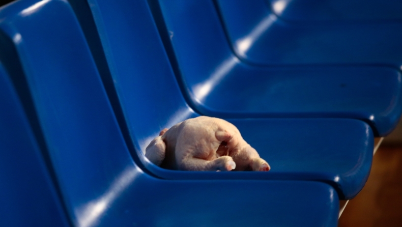 Παναθηναϊκός - Ολυμπιακός: Άφησαν κοτόπουλο στον πάγκο των «ερυθρόλευκων» (pic)