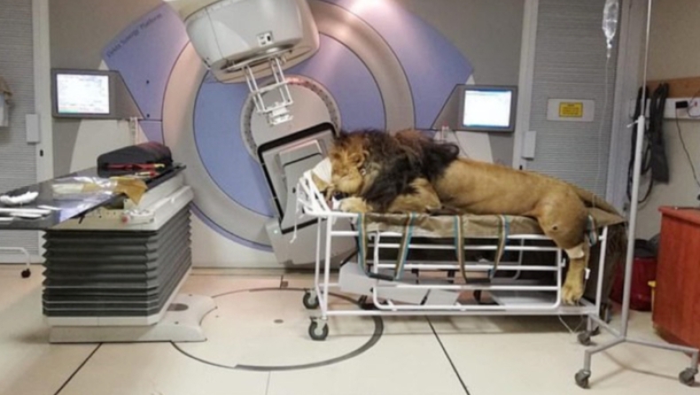 Λιοντάρι 300 κιλών πάσχει από καρκίνο και κάνει χημειοθεραπείες σε κλινική για να θεραπευτεί (pics)