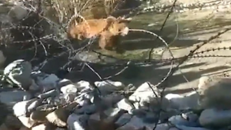 Αρκούδα δίνει μάχη για να ξεφύγει από χωρικούς και σκοτώνεται πέφτοντας από γκρεμό (vid)