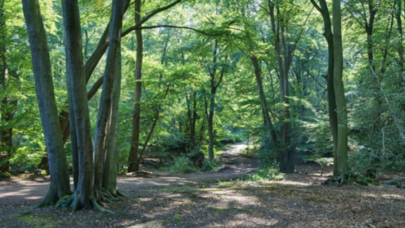 Η Βρετανία θα φυτέψει 130.000 νέα δέντρα στη «μάχη» εναντίον της κλιματικής αλλαγής