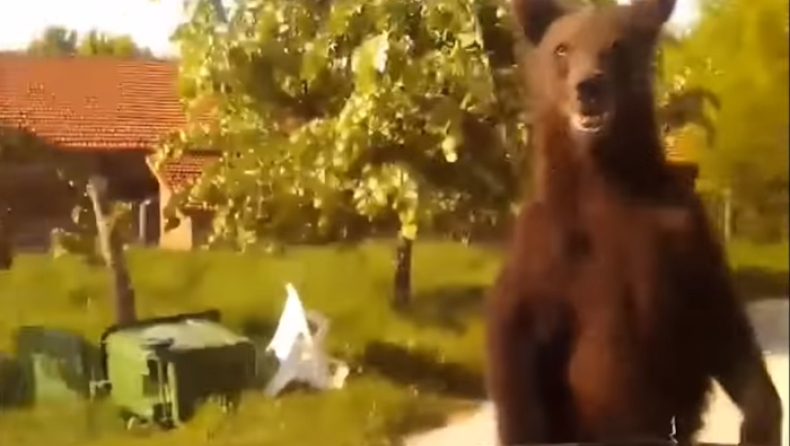 Δίμετρη αρκούδα έκανε βόλτες μέσα σε χωριό της Φλώρινας (vid)