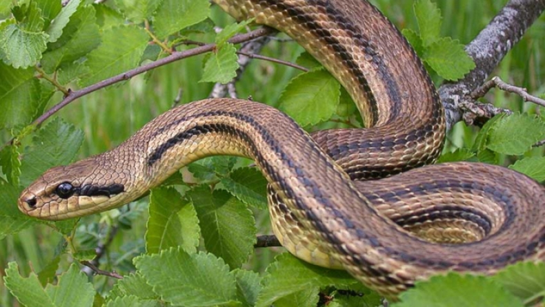 Αγρότης στους Γαργαλιάνους βρήκε φίδι τριών μέτρων πάνω στο ελαιόδεντρό του (pics)