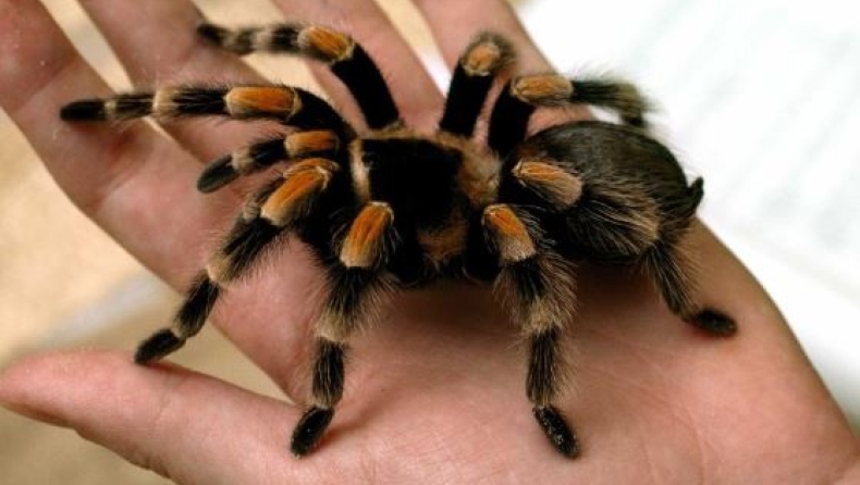 Αγόρασε μία ταραντούλα, προκειμένου να μην έρχεται η πεθερά του στο σπίτι (pics)