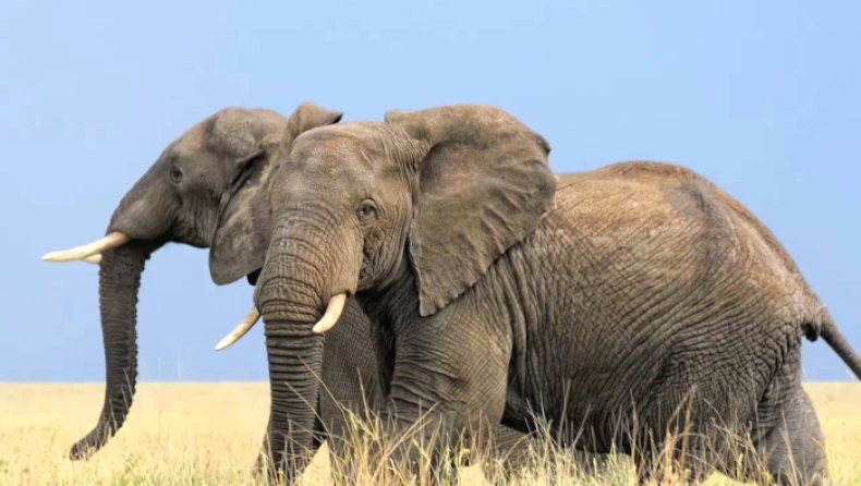 Η Ζιμπάμπουε πουλάει τους ελέφαντές της επειδή δε μπορεί να τους συντηρήσει