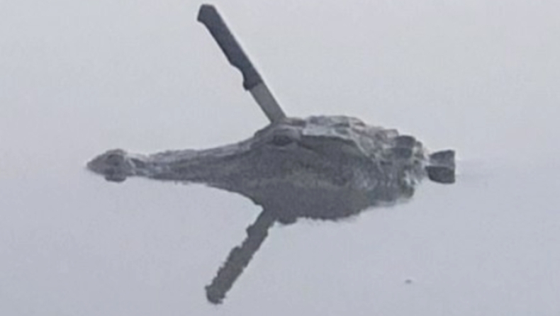 Αλιγάτορας εντοπίστηκε να κολυμπά αμέριμνος με κουζινομάχαιρο καρφωμένο στο κεφάλι του (pics)