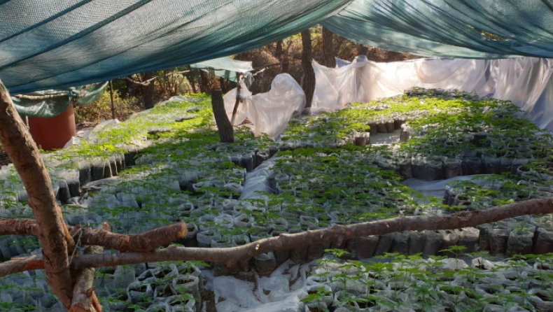 Βρήκαν χασισοφυτεία - μαμούθ: Καλλιεργούσαν χιλιάδες δενδρύλια αξίας 6 εκ. ευρώ (pics & vid)