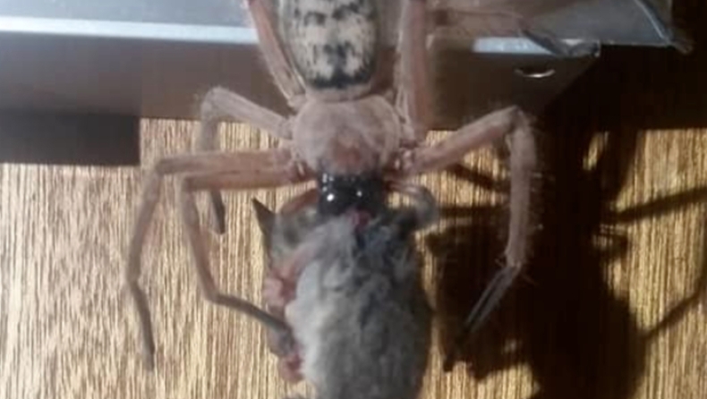 Η στιγμή που τεράστια αράχνη καταβροχθίζει ολόκληρο ένα οπόσουμ (pics)