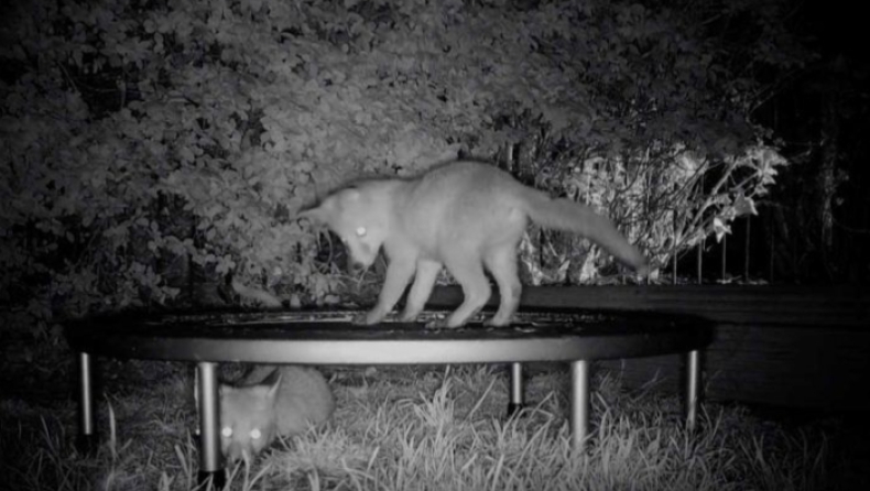 Τι γίνεται όταν μικρά αλεπουδάκια ανακαλύπτουν το τραμπολίνο; (vid)