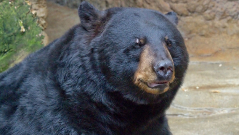 Εκτέλεσαν νεαρή αρκούδα επειδή είχε «εξοικειωθεί πολύ με τους ανθρώπους» (pics)
