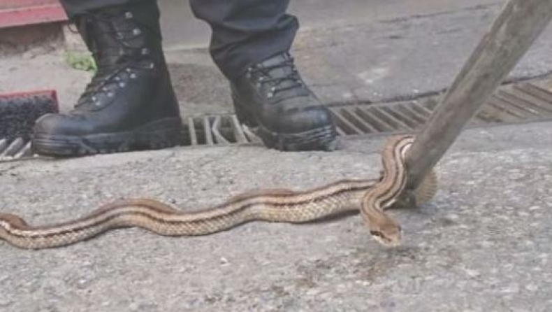 Στον Βόλο τα φίδια κόβουν βόλτες στο κέντρο της πόλης