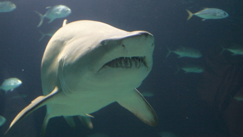 Selfies: Πέντε φορές πιο φονικές από τις επιθέσεις καρχαριών