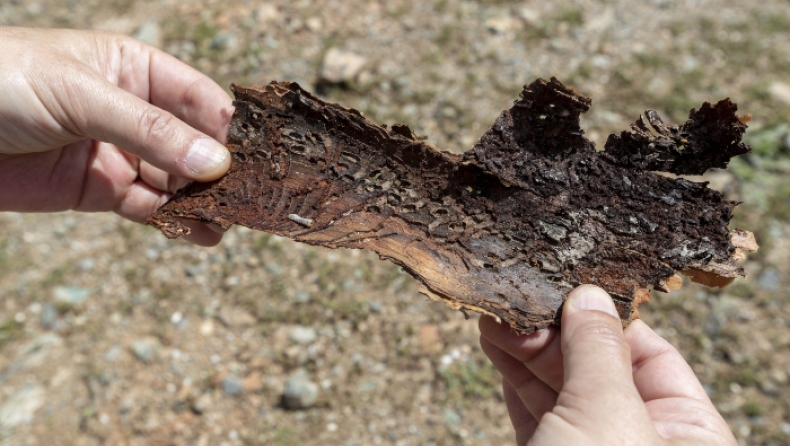 Έρευνα για το έντομο που έχει προσβάλλει το Σέιχ Σου