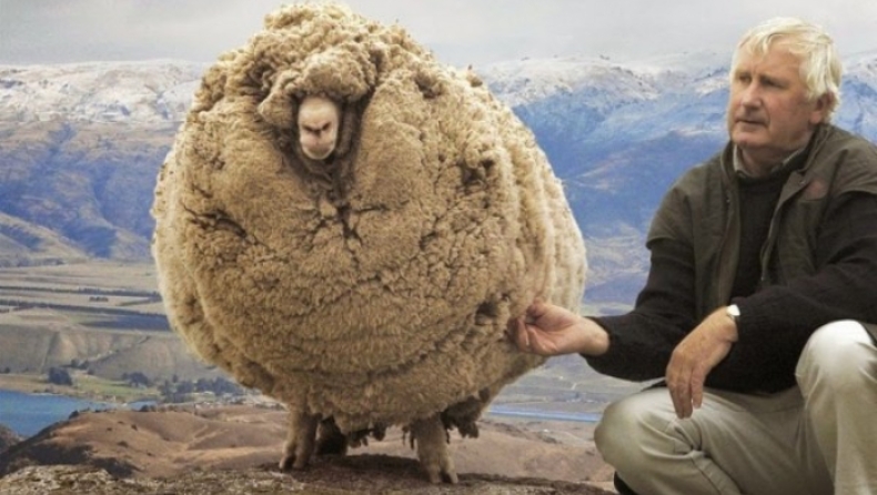 Το πρόβατο που κρυβόταν επί 6 χρονια για να μην το κουρέψουν: Όταν τον έπιασαν έβγαλαν 40 κιλά μαλλί (pics & vid)