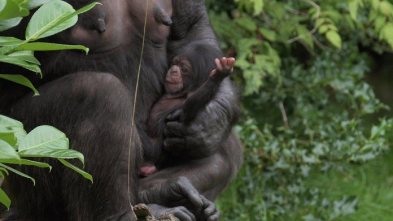 Σπάνιος χιμπατζής γεννήθηκε μπροστά στα έκπληκτα μάτια επισκεπτών ζωολογικού κήπου (vid)