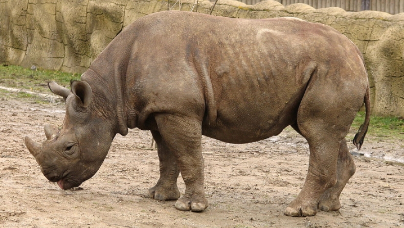 Σπάνιος ρινόκερος πέθανε κατά τη μεταφορά του λίγο πριν αφεθεί ελεύθερος για πρώτη φορά στη ζωή του (pics)
