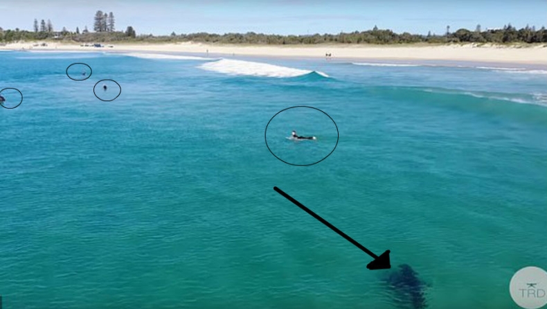 Λευκός καρχαρίας εμφανίζεται σε παραλία και οι σέρφερς δεν τον παίρνουν χαμπάρι (vid)