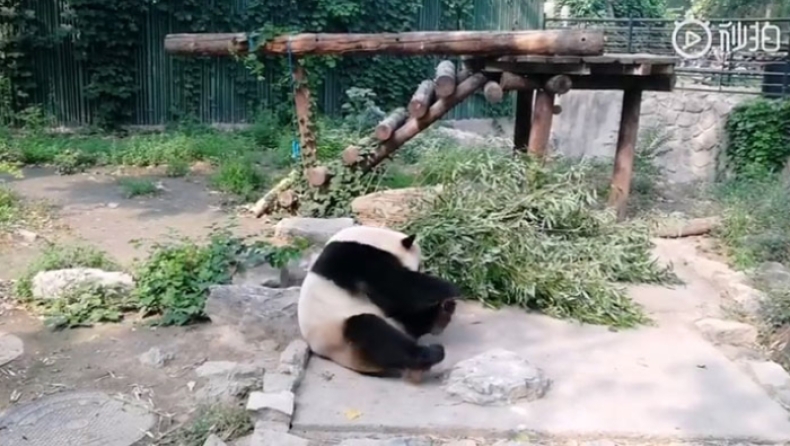 Τουρίστες λιθοβόλησαν πάντα σε ζωολογικό κήπο επειδή κοιμόταν και... βαρέθηκαν (vid)
