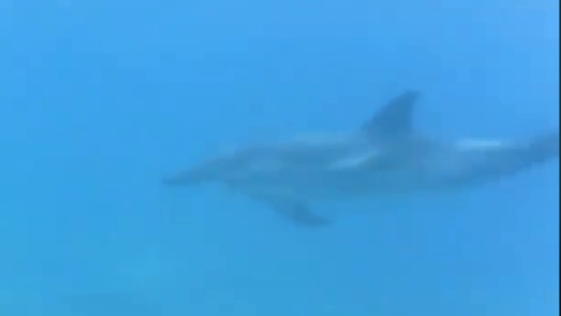 Υπάρχουν κι αυτές οι εικόνες: Λουόμενοι στην Κεφαλονιά κολύμπησαν πλάι σε ένα δελφίνι (vid)