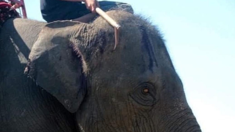 Σκληρές εικόνες στην Ταϊλάνδη: Χτυπούν ελέφαντες με δρεπάνια για να ψυχαγωγηθούν οι τουρίστες (pics)