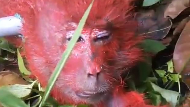 Αγρότης έβαψε κόκκινη μία μαϊμού επειδή του έκλεψε φρούτο (pics & vid)