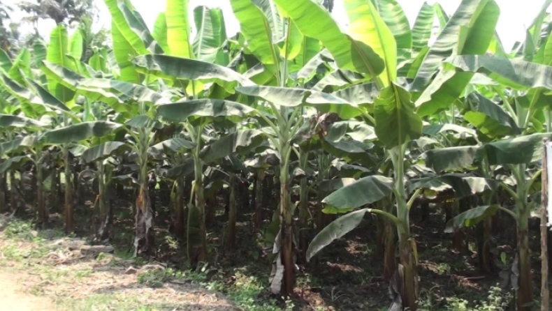 Θανατηφόρος μύκητας απειλεί την παγκόσμια παραγωγή μπανάνας