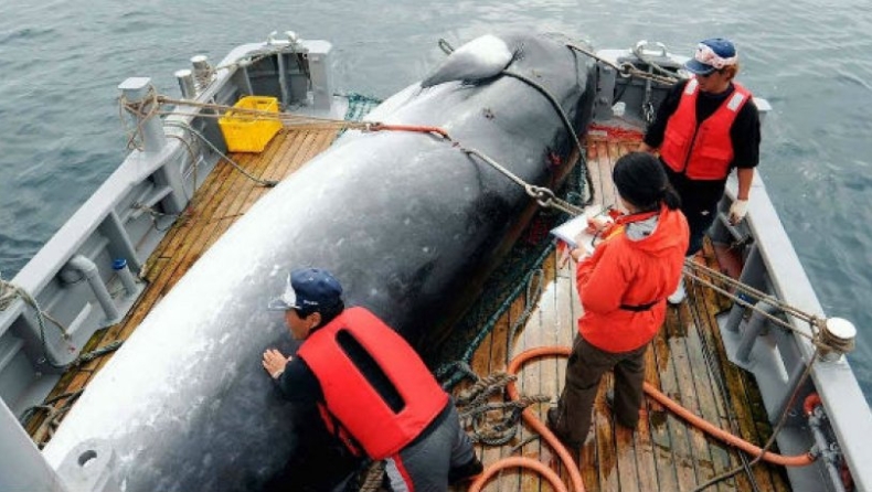 Μετά από 30 χρόνια, η Ιαπωνία επέτρεψε το κυνήγι φαλαινών για εμπορικούς σκοπούς