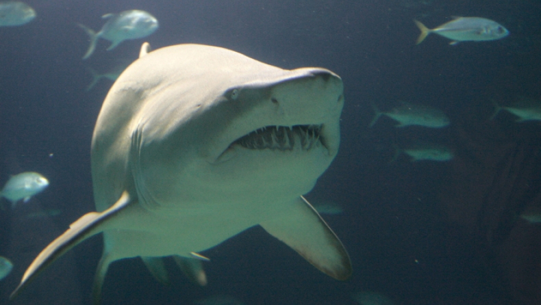 Τρόμος για πατέρα που είδε από το drone καρχαρία να πλησιάζει τα παιδιά του (pics)