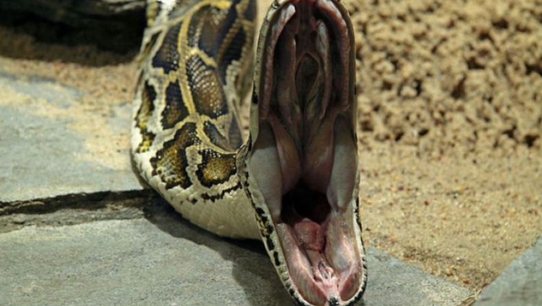 Τεράστιος πύθωνας «εισέβαλε» από την οροφή σε συνεδρίαση Νιγηριανών βουλευτών (pics)