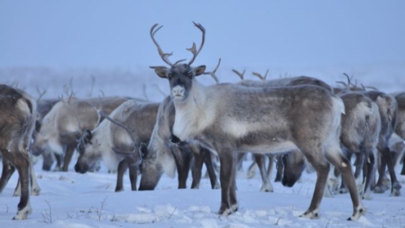 Η κλιματική αλλαγή φέρνει «γενοκτονίες»: 200 τάρανδοι στην Αρκτική πέθαναν από την πείνα