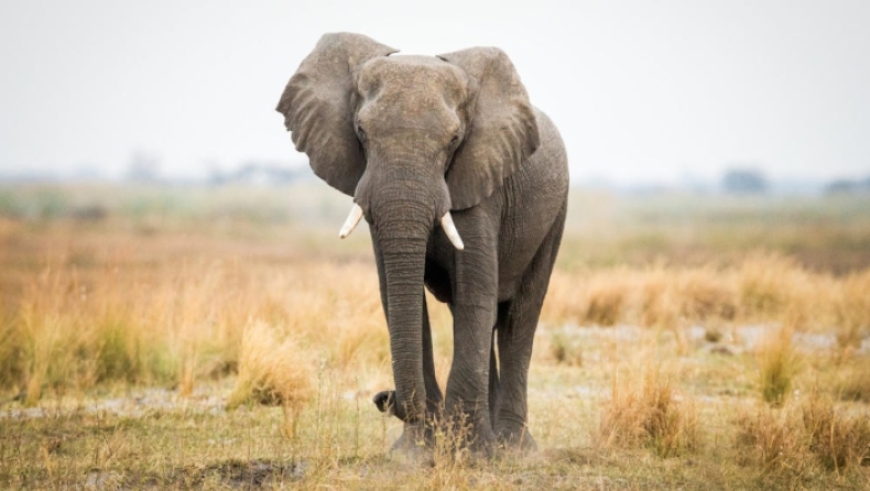 Σοκαριστική εικόνα: Κατακρεούργησαν ελέφαντα για να κλέψουν τους χαυλιόδοντές του (pic)