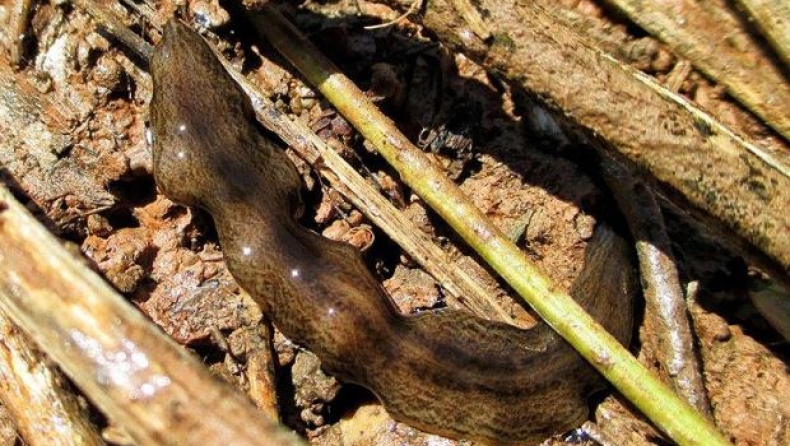 Το σαρκοφάγο «σκουλήκι - Ομπάμα» που απειλεί να καταστρέψει το οικοσύστημα της Ευρώπης (pics)