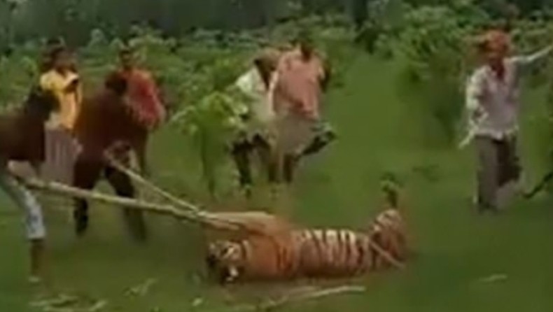 Εξαγριωμένος όχλος χτύπησε μέχρι θανάτου τίγρη που εισέβαλε σε χωριό και τραυμάτισε 9 ανθρώπους (pics & vid)