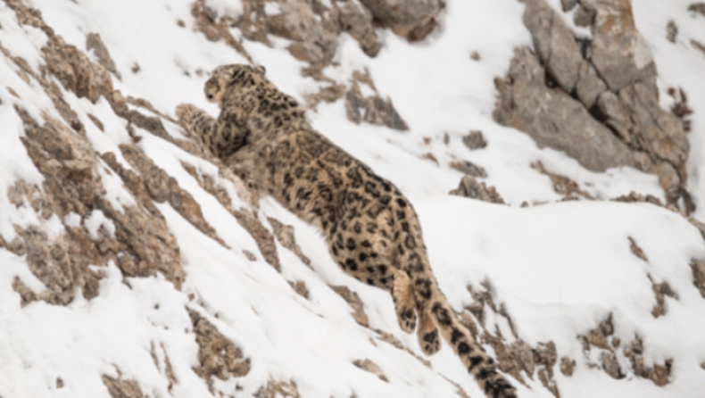 Λεοπάρδαλη του χιονιού πέφτει σε γκρεμό 120 μέτρων μαζί με το θήραμά της κι επιζεί (pics & vid)