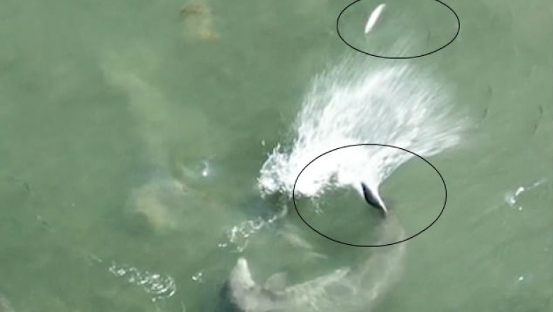 Απίθανη τεχνική των δελφινιών: «Σουτάρουν» τα ψάρια πριν τα φάνε (vid)