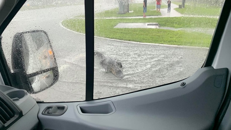 Η βροχή στην Φλόριντα έβγαλε τους αλιγάτορες στους δρόμους (vid)