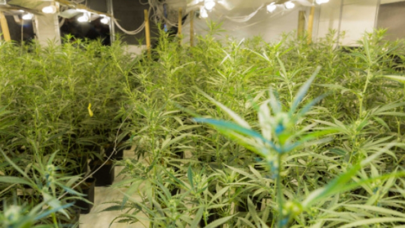 Σύλληψη 50χρονου που καλλιεργούσε 1.000 δενδρύλλια κάνναβης