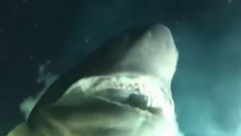 Γιγαντιαίος καρχαρίας εμφανίζεται στα 528 μέτρα μπροστά σε μία ομάδα ερευνητών! (vid)