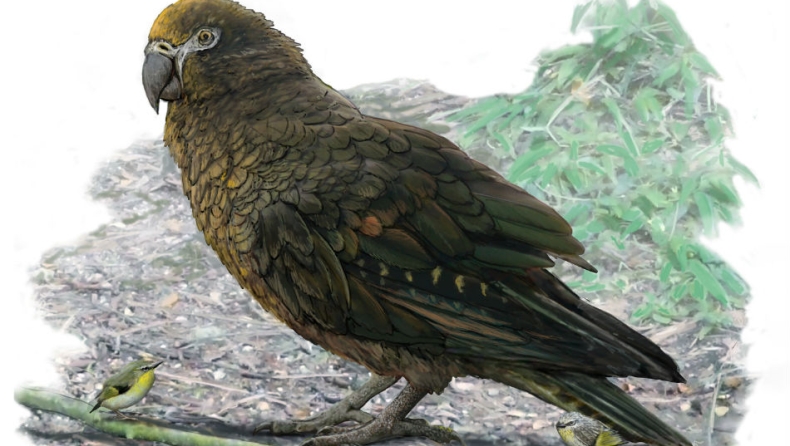Βρέθηκε το απολίθωμα του μεγαλύτερου παπαγάλου που έζησε ποτέ στη Γη