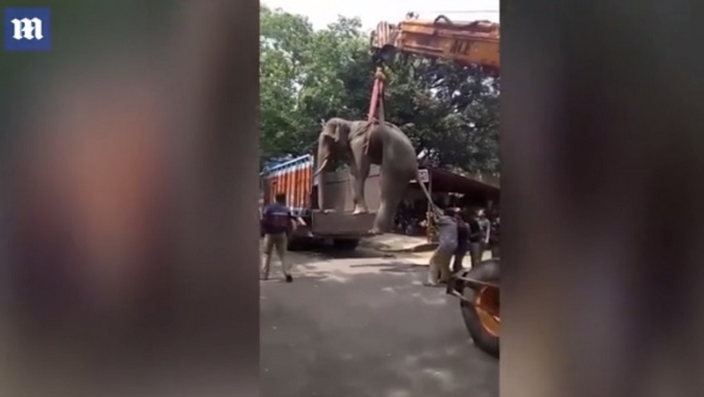 Ελέφαντας έπεσε σε πηγάδι 6 μέτρων, φώναξε για βοήθεια και σώθηκε! (vid)