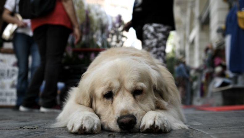 Το Σκλήθρο Φλώρινας γέμισε με πτώματα δηλητηριασμένων σκύλων (pic)