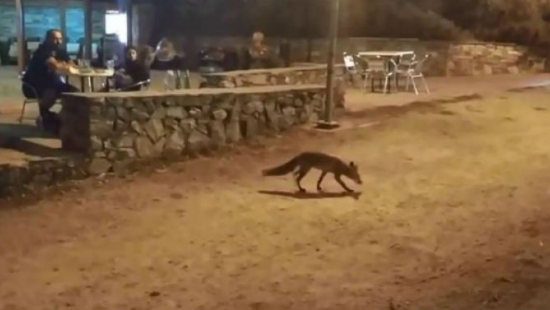 Αλεπού κάνει βόλτες στη Θεσσαλονίκη (vid)