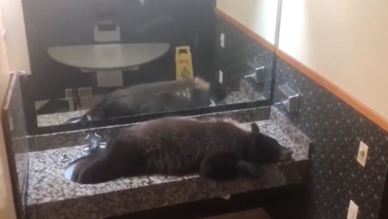 Αρκούδα πήρε έναν... υπνάκο σε μπανιέρα ξενοδοχείου (vid)